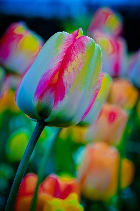 Rainbow Tulip | Flower garden plants, Amazing flowers, Planting flowers