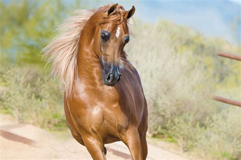 Arabian Horse