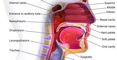 Epiglottis Function Archives - Pediaa.Com