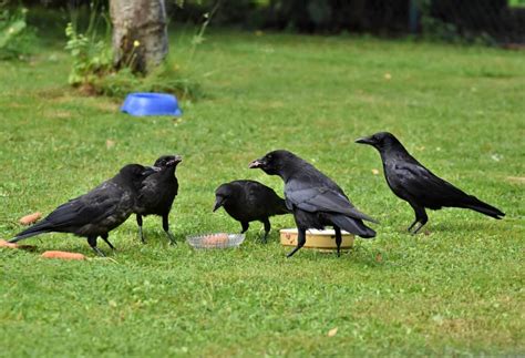 50 Clever Crow Facts About The World's Smartest Birds