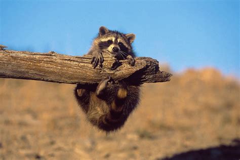 Cute Raccoon Wallpapers - Top Free Cute Raccoon Backgrounds ...