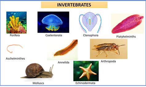 Examples Of Invertebrates