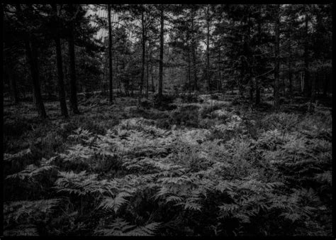 Dark Forest | René Timmermans Photography