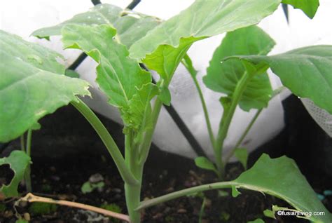 Growing Chinese vegetables: Kai Lan / Chinese Broccoli... | Grow Your ...