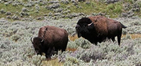 Yellowstone Bison - Yellowstone National Park (U.S. National Park Service)