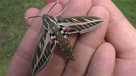 Striped hawk-moth: Hyles livornica - A birthday sphinx (Sphingidae ...