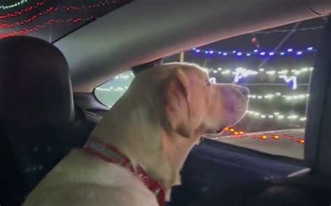 Labrador's Awestruck Reaction to Christmas Lights Show Has Viewers in ...