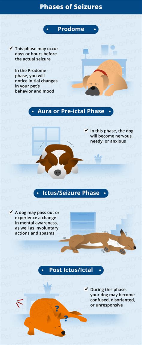 What Causes A Focal Seizure In Dogs