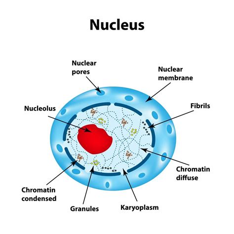 Nucleus Function: What Is A Nucleus? What Does The Nucleus Do?