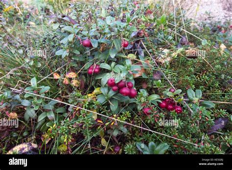 Vaccinium vitis idaea Stock Photo - Alamy