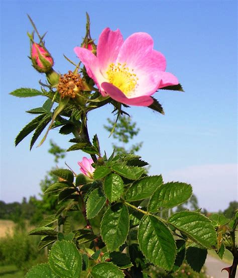 Rosa mosqueta (Naturaleza en el Refugio del Agua-Mallín de Barrio Norte ...