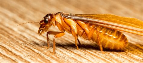 Flying Termites: How To Keep These Pests Out Of Your Home | ABC Blog