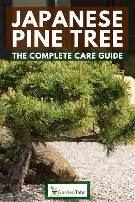 100 JAPANESE WHITE PINE TREE SEEDS EVERGREEN TREE BONSAI LANDSCAPE