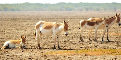 Rann of Kutch wildlife sanctuary Ahmedabad (Entry Fee, Timings, Safari ...