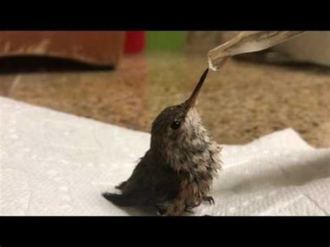 Feeding a baby hummingbird I rescued. : aww