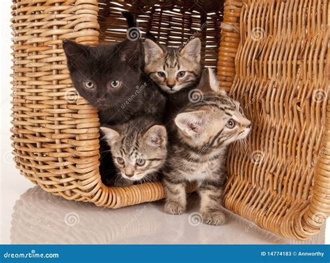 Cute Kittens in a Picnic Basket Stock Image - Image of cuddly, young ...