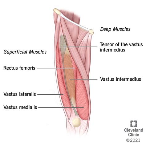 Quadriceps Muscle Or Quads Leg Muscular Anatomical Structure Outline ...