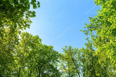 Open View Sky Green Trees Beautiful Tree Tops Background Blue Stock ...