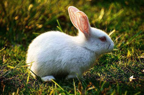 White Rabbit With Red Eyes : 5 Cool Albino Rabbits Breed