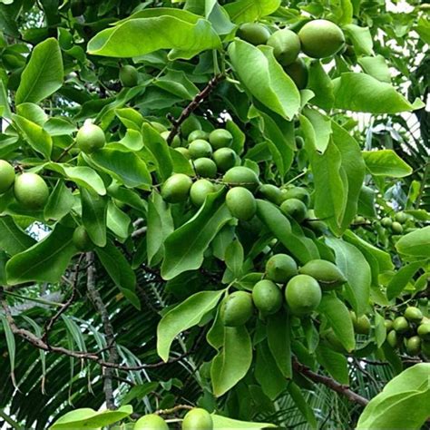 Jamaican Guinep Fruit