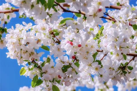 Apple Blossom Flower: Meaning, Symbolism, and Colors | Pansy Maiden