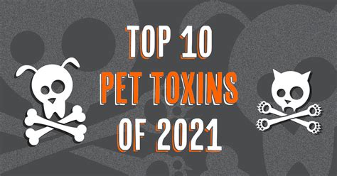 The Top 10 Pet Toxins of 2021 | ASPCA