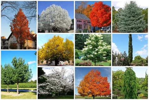 15 Trees That Thrive in USDA Hardiness Zone 6