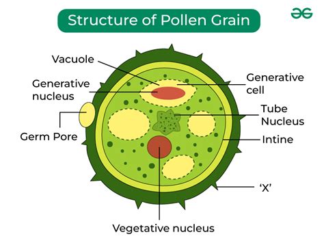 Pollen Grain - Structure, Functions and Types of Pollen Grains ...