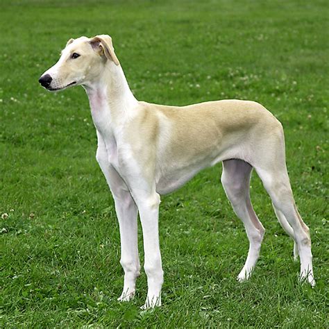 Polish Greyhound Breed Guide - Learn about the Polish Greyhound.