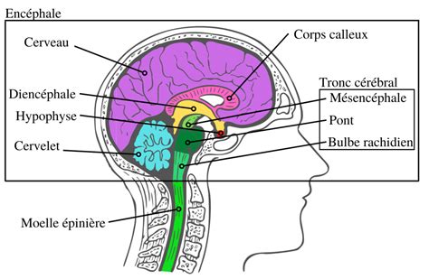 Anatomie du cerveau humain – Speechneurolab