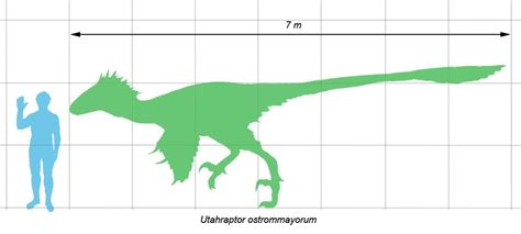 Utahraptor Size Comparison