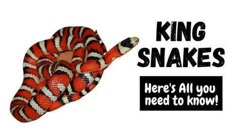 Snake Profile: Kingsnakes (Lampropeltis) - Pets Beast