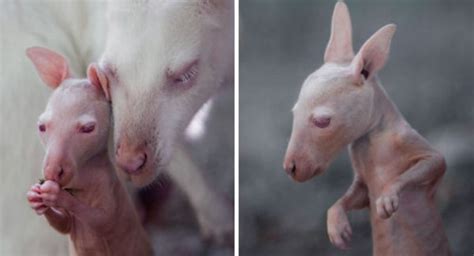 Zoo Welcomed This Rᴀʀᴇ White Baby Kangaroo, It Is So Adorable - We Love ...