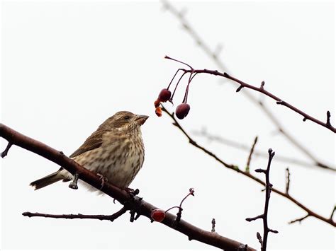 Female purple finch | BirdForum