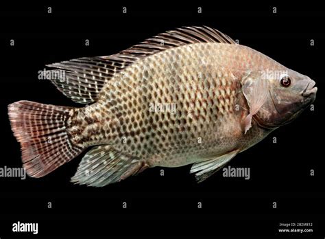 Mozambique Tilapia High Resolution Stock Photography and Images - Alamy