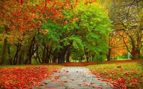 Autumn trees wallpaper