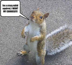 ️ 40 Funniest Squirrel Meme - Meme Central