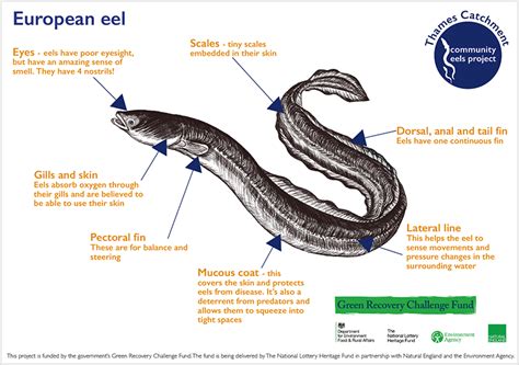 Eel Anatomy Sheet – Fill in the Missing Body Parts – Thames Rivers Trust