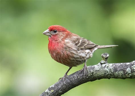 Our Favorite Southern Songbirds