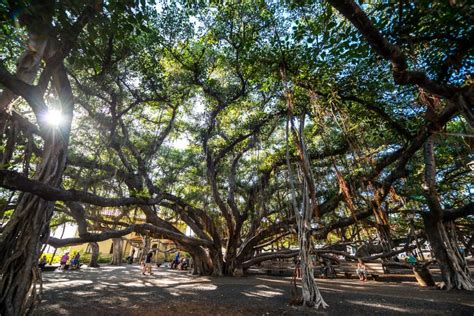 Iconic Lahaina banyan tree threatened by fires: What we know about Maui ...