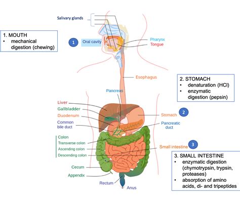 Protein Digestion and Absorption