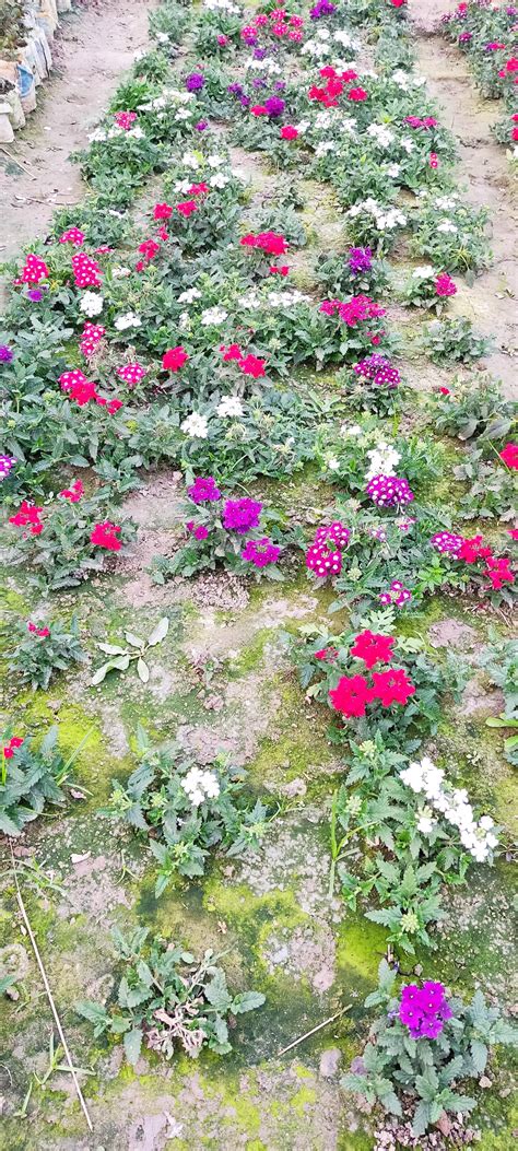 The flower garden is beside the highway road of my house : r/gardening