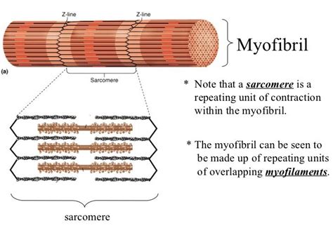 Review motor end plate nmj notes