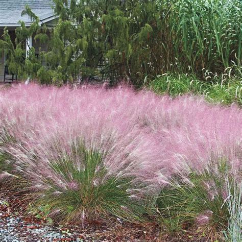 Pink Muhly Grass | Gurney's Seed & Nursery Co.