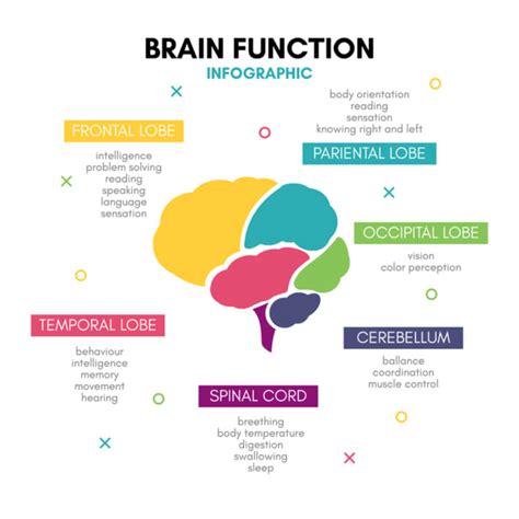 Limbic Pathway