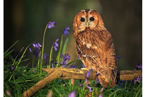 8 amazing tawny owl facts - Discover Wildlife