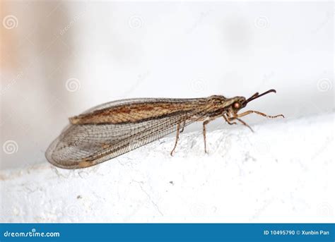 Rare brown lacewing stock photo. Image of helpful, lacewing - 10495790