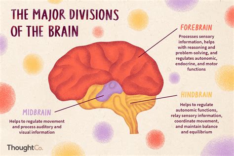 Divisions of the Brain: Forebrain, Midbrain, Hindbrain