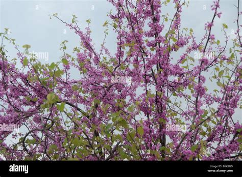 A purple cherry tree Stock Photo - Alamy