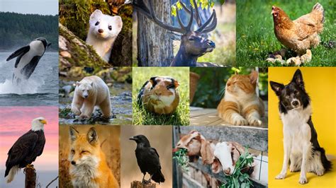 Animals of the Pacific Northwest (animalsofpnw) - Profile | Pinterest